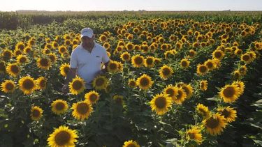 Las expectativas sobre la cosecha de girasol.