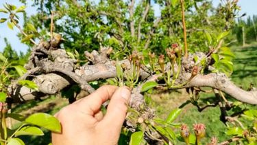 Asistirán a productores frutihortícolas de Río Negro afectados por heladas y granizo