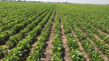 Concluyó la siembra de la soja y el maíz tardíos en Santa Fe