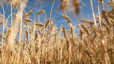 Es urgente la necesidad de lluvias importantes a gran escala, subrayó el informe de la BCR.