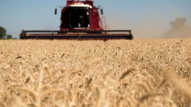 Mejoran las expectativas sobre una cosecha récord de trigo