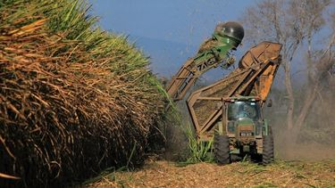 Ledesma molió 3.127.343 toneladas de caña de azúcar.