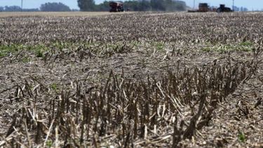 Continuará de la emergencia agropecuaria en el campo bonaerense