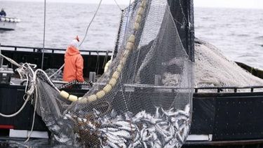 La pesca de la merluza negra está regulada en cuanto a su captura máxima permisible.