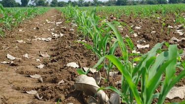 El aumento notable de la siembra de maíz en la región núcleo de la producción.