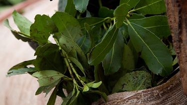 Coninagro remarcó que en 2017 se cosechó un 30% menos de yerba mate