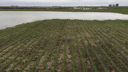 El rinde triguero pasa de 27 a 30 quintales por hectárea, subrayó la BCR.