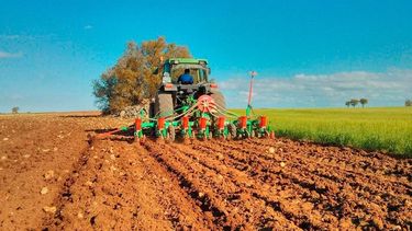 Se llegó a una siembra de 39.780 hectáreas de girasol sobre un total estimado de 132.600.