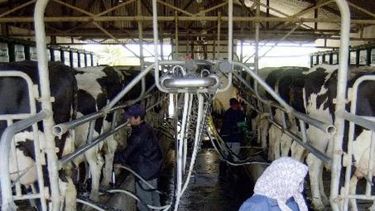 Remarcan que la industria paga al tambero igual que un año y medio atrás