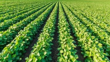 Argentina y Brasil motorizaron nuevamente el avance del agro regional