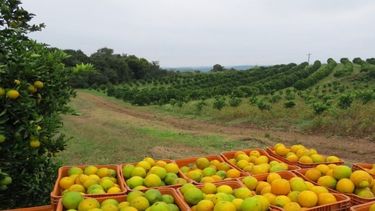 Las economías regionales emplean hasta cuatro veces más personas que las del centro