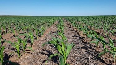 Signos positivos para el maíz en áreas de la bolsa bahiense