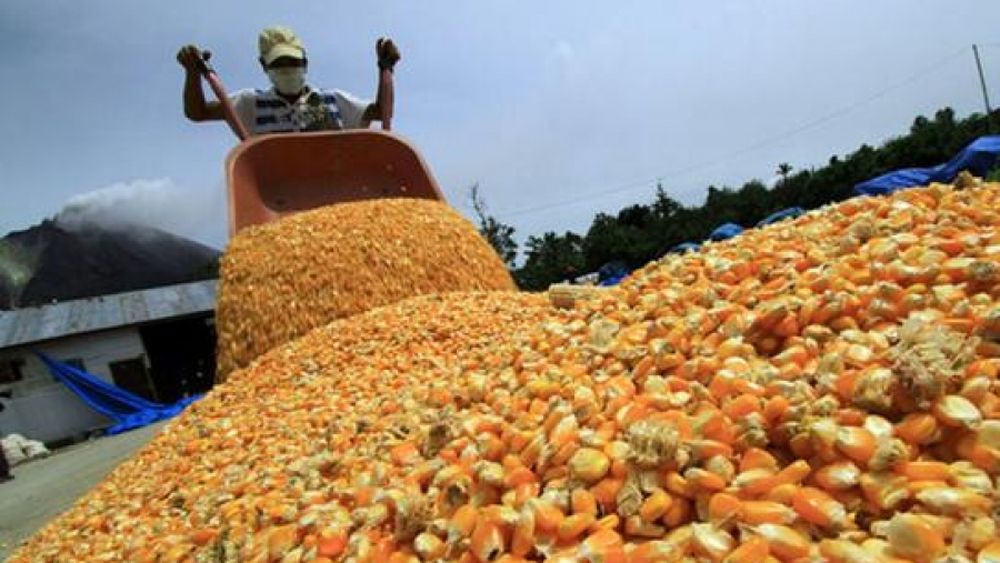 La vida se encarece cada vez más para un productor maicero