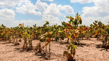 Los efectos de la sequía en los campos.