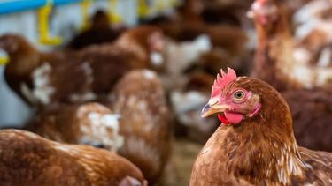 Primeros pagos para productores avícolas afectados por influenza aviar