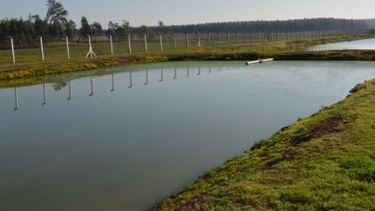 Plantaciones forestales aumentan un 30% bajo riego con aguas residuales