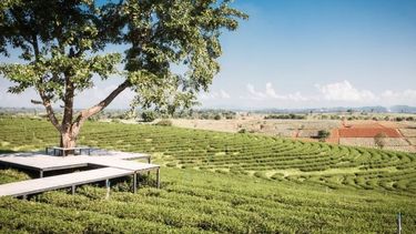 La producción de té puesto en secadero.