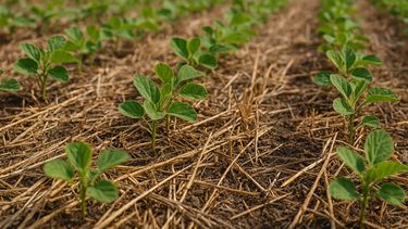 Es indispensable hacer análisis de suelo.