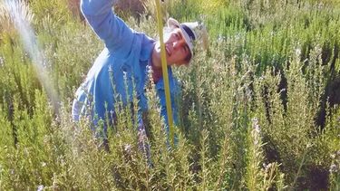 El romero criollo es de porte erecto, de plantas altas y robustas, con ramificación profusa y follaje de densidad media, subrayó el INTA.