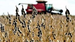 Preocupación porque demoras en la cosecha de soja elevarían los precios internacionales