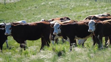 Países latinoamericanos impulsarán una ganadería baja en emisiones