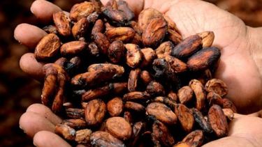 Pequeños agricultores brasileños sacan provecho del cacao orgánico