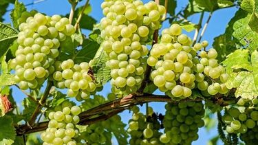 La producción de uvas se redujo casi un 20% en el 2020