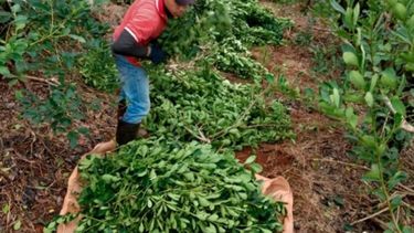 Aumenta un 32 por ciento el precio de la yerba mate