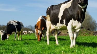 Crean la figura de "leasing ganadero"