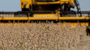 USDA recortó la estimación de la cosecha sudamericana de soja