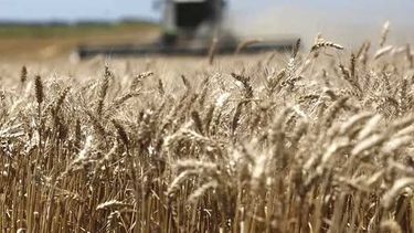 El fin del Fondo Estabilizador del trigo.