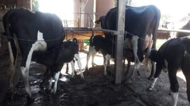 Crían terneros amamantados con vacas sustitutas