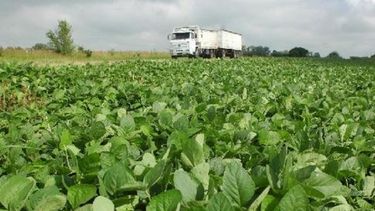 Mejora el pronóstico para la producción récord de soja del 2015