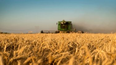 Aumentan la proyección del trigo a 17 millones de toneladas