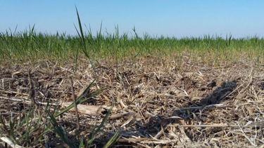 Preocupación en FAA por el impacto del clima seco en los pequeños productores