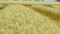 Estiman que la siembra de trigo tendrá un crecimiento del 10 por ciento