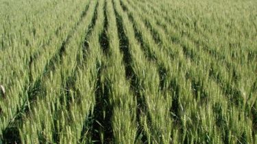 Exportaciones de trigo se duplicaron en el primer trimestre del 2016