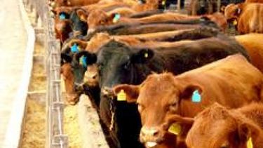 Panorama positivo para el ganado bovino