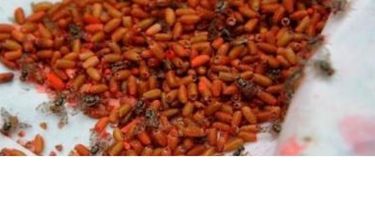 Este el método mendocino para salvar la producción