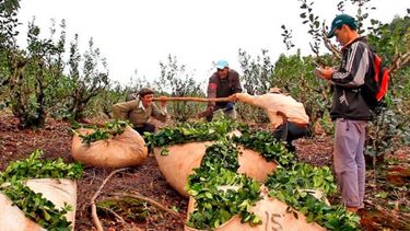 Actualizaron el monto del subsidio intercosecha para yerbateros