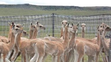 Santa Cruz avanza con la primera exportación de carne de guanaco a Europa