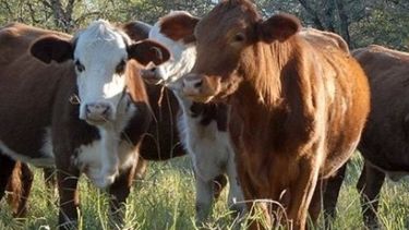 2018, el año en que la ganadería argentina volvió al mundo