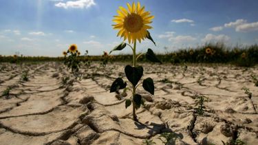 Recortaron las proyecciones del girasol por la sequía