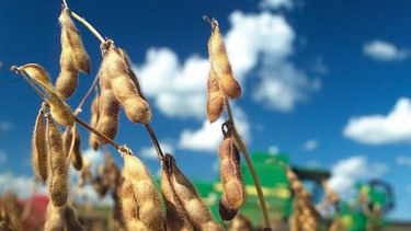 La cosecha agrícola nacional superaría las 100 millones toneladas