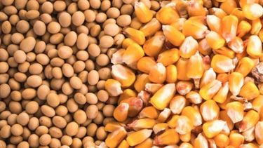 Desde principios de año, la soja y el maíz acumulan subas de más de US$ 100