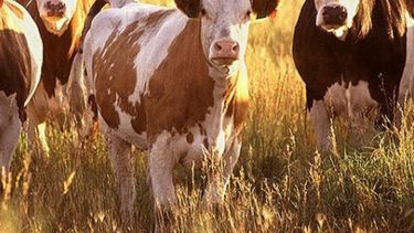 La faena de bovinos llegó a su máximo nivel desde 2013