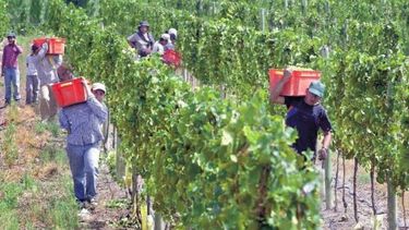 Genera preocupación la falta de trabajadores golondrina