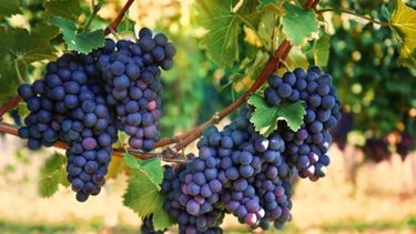 El impacto negativo de las retenciones en la industria del vino.