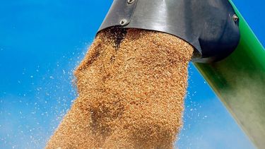 La soja subió más de 8 dólares en Chicago