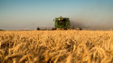 CIC elevó su proyección para la cosecha mundial de trigo 2022/23